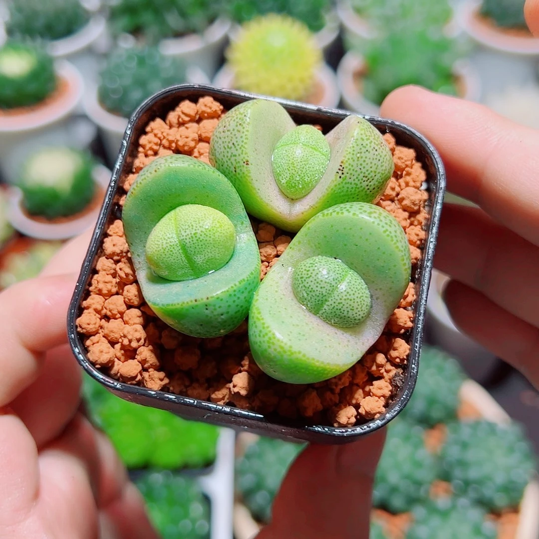 小元宝多肉多肉多肉