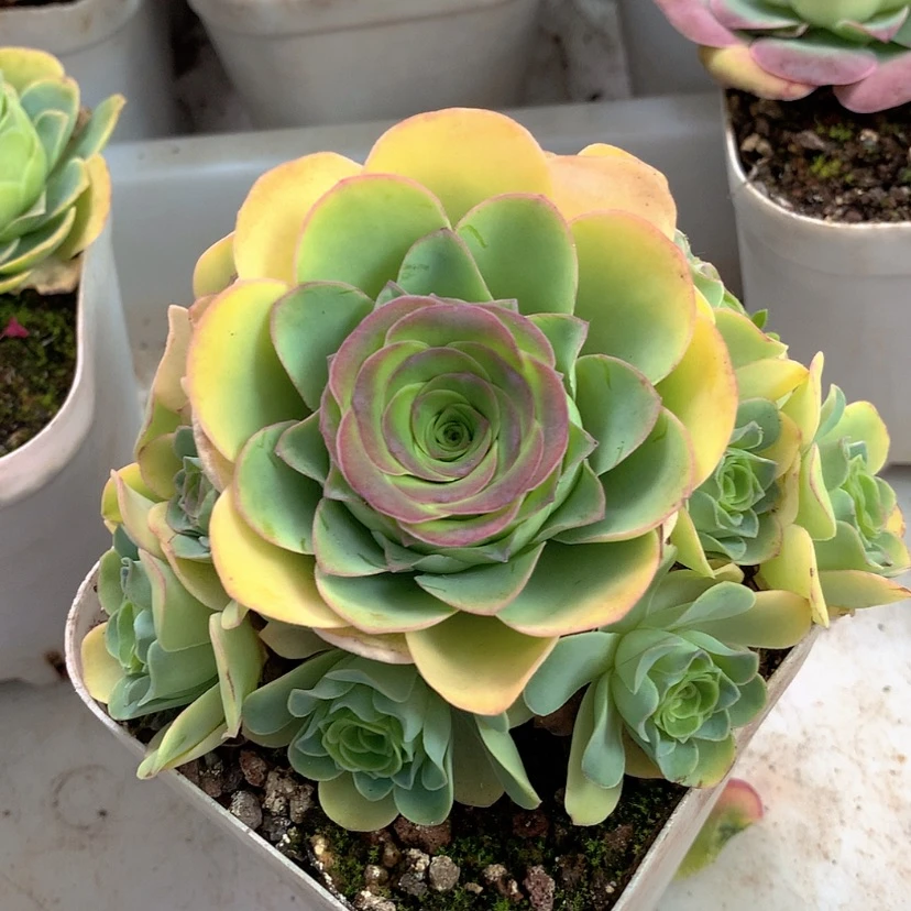 【闪购商品】yjj356
