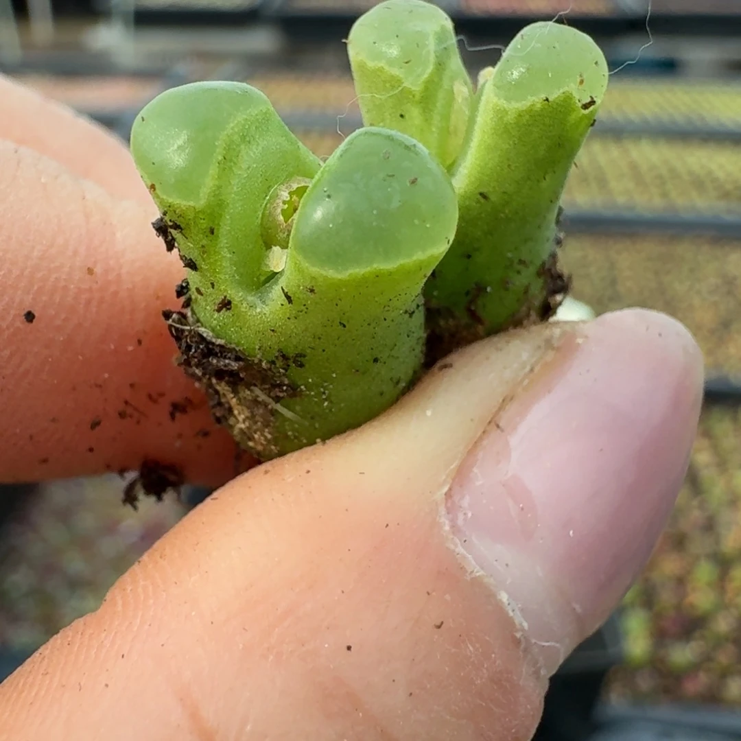 714两颗佛肚000000000