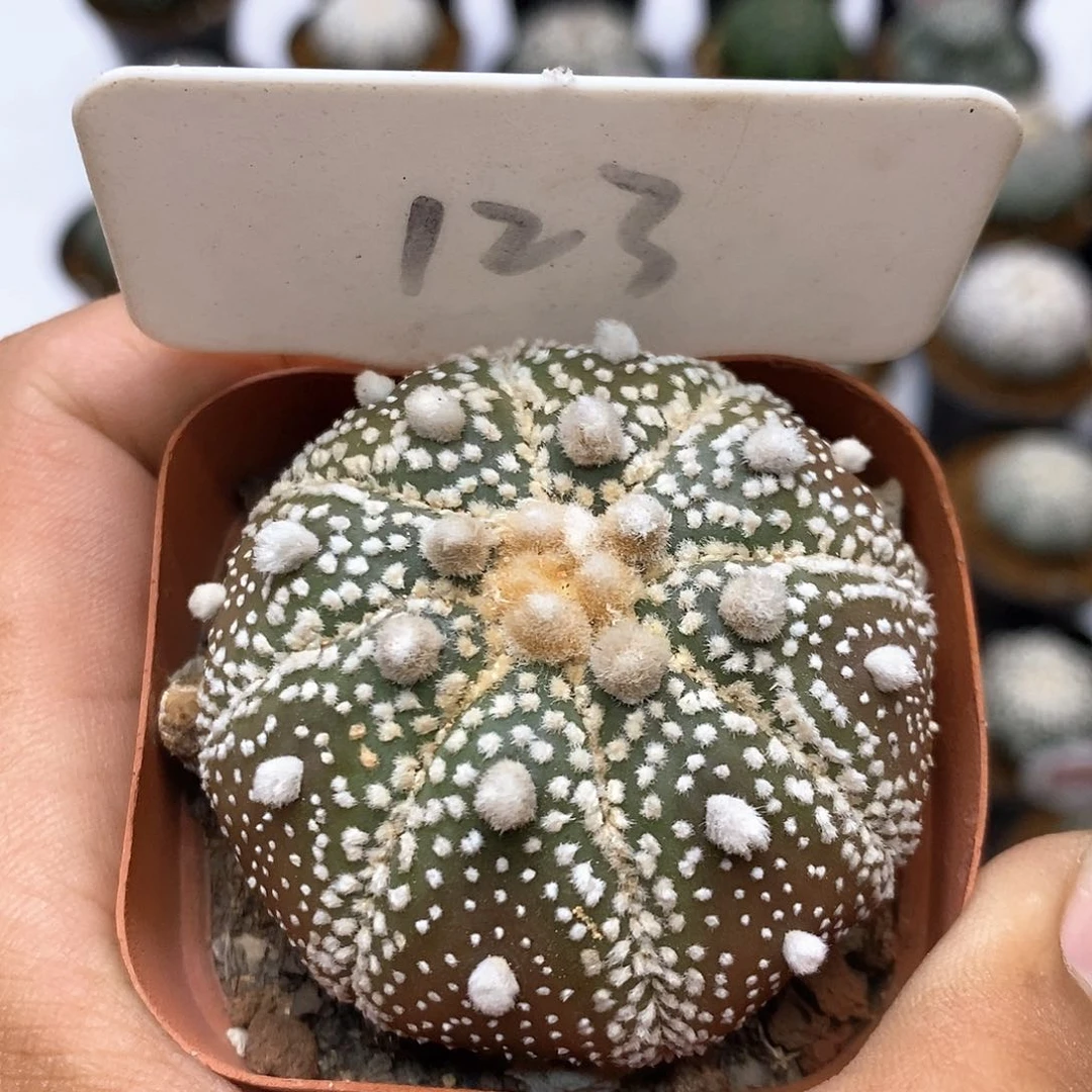 123福利特价咯福利了