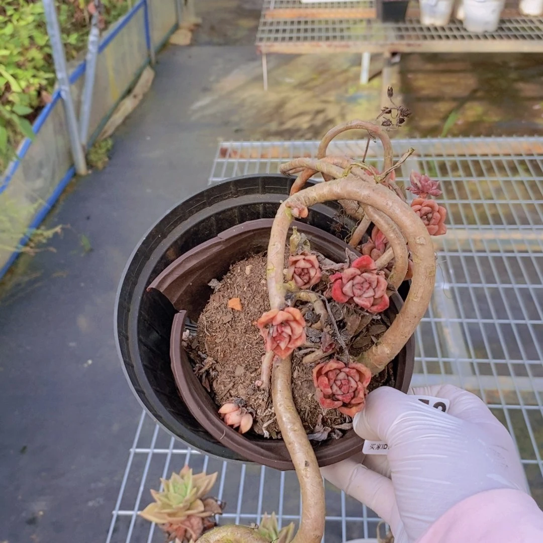 553璀璨老桩一物一拍