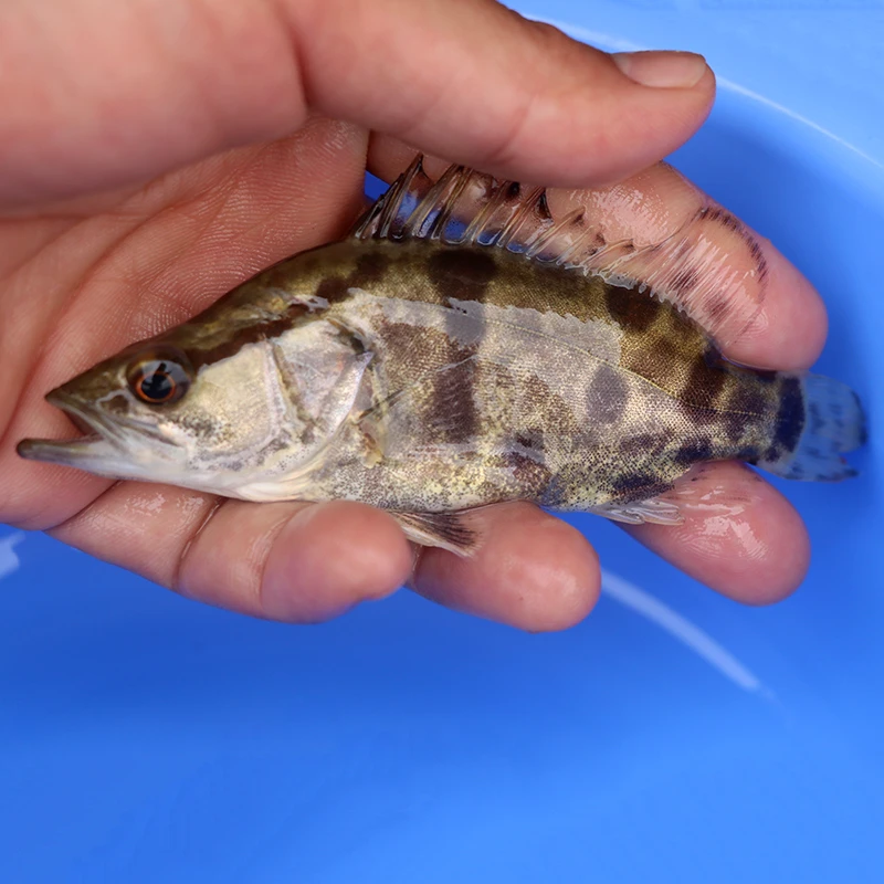 鳜鱼 正宗翘嘴鳜 白鳜 大规格桂鱼 观赏 水族 宠物鱼