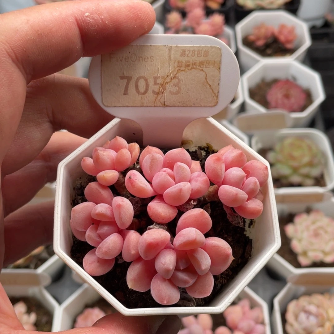 白鹭7053-6.5厘米