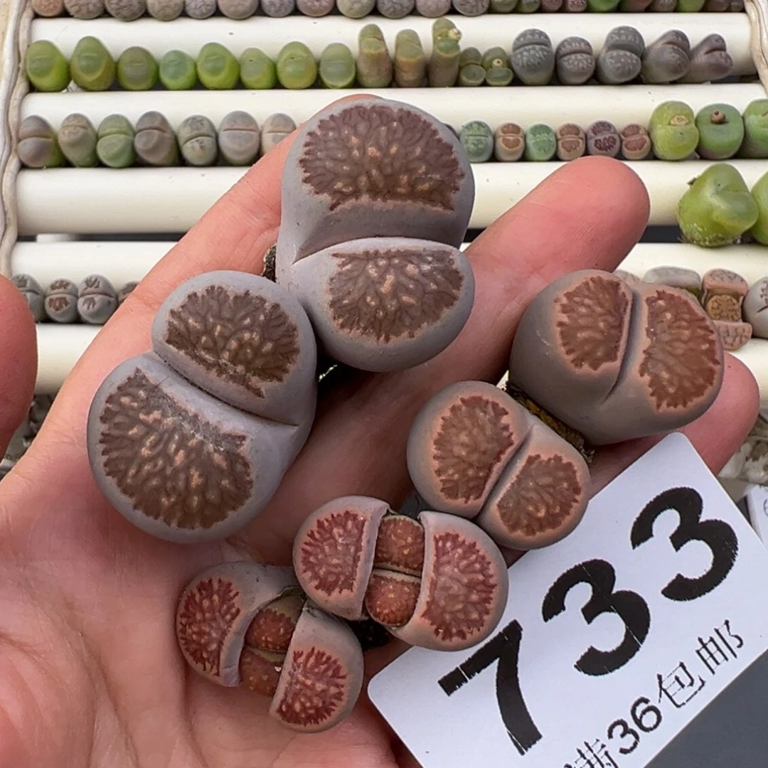 雪***812.11好看的多肉脱土发货733