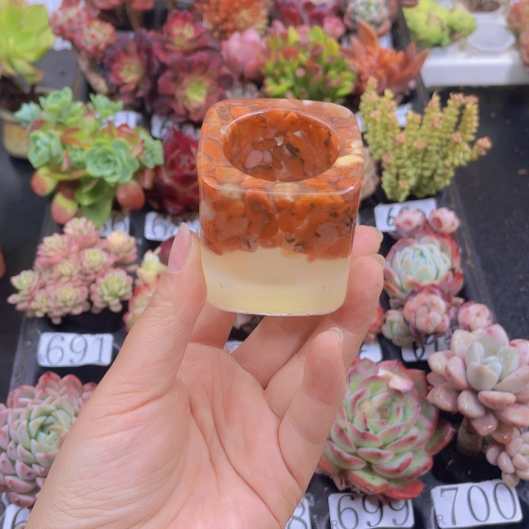 多肉无土栽培多肉植物