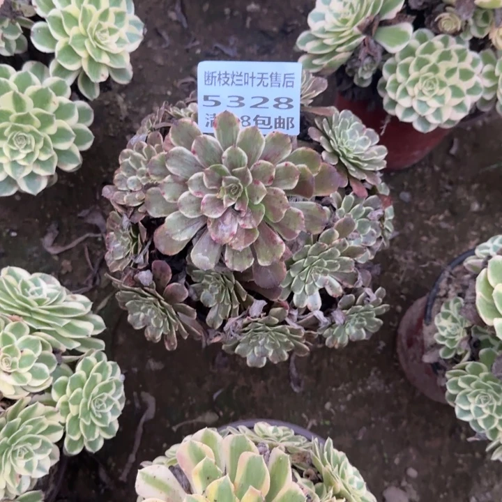 5328二号棚水墨画B