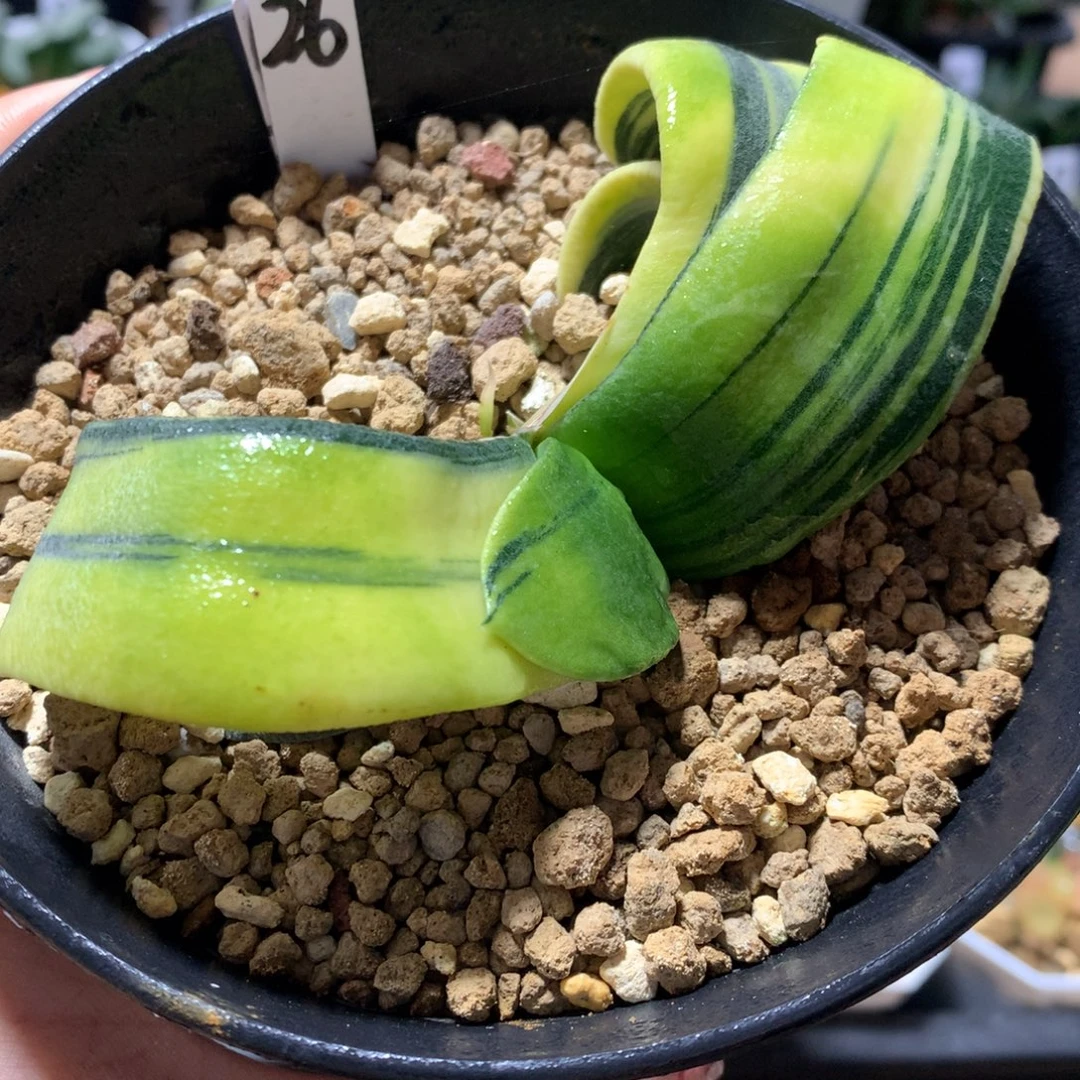 2号卧牛锦一物一拍