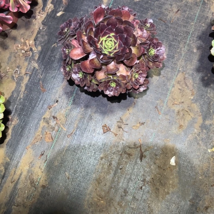 不包侧枝一物一拍105