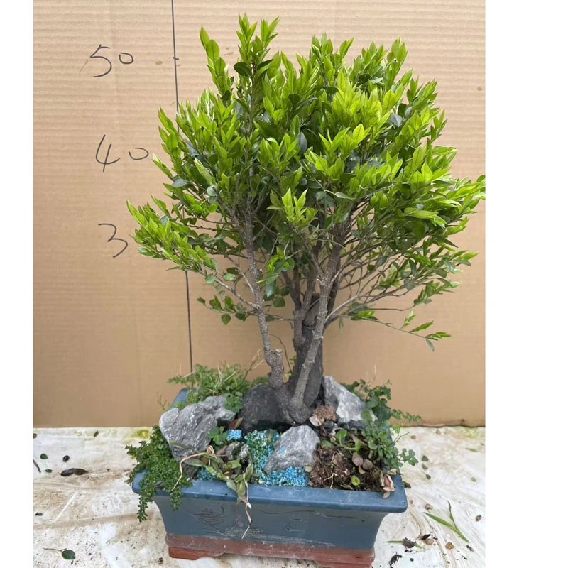 小叶檀香紫檀盆景树桩室内绿植紫檀盆栽四季常青植物黑骨茶黑檀木