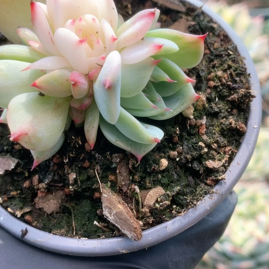 157锦锦锦锦锦锦锦锦锦