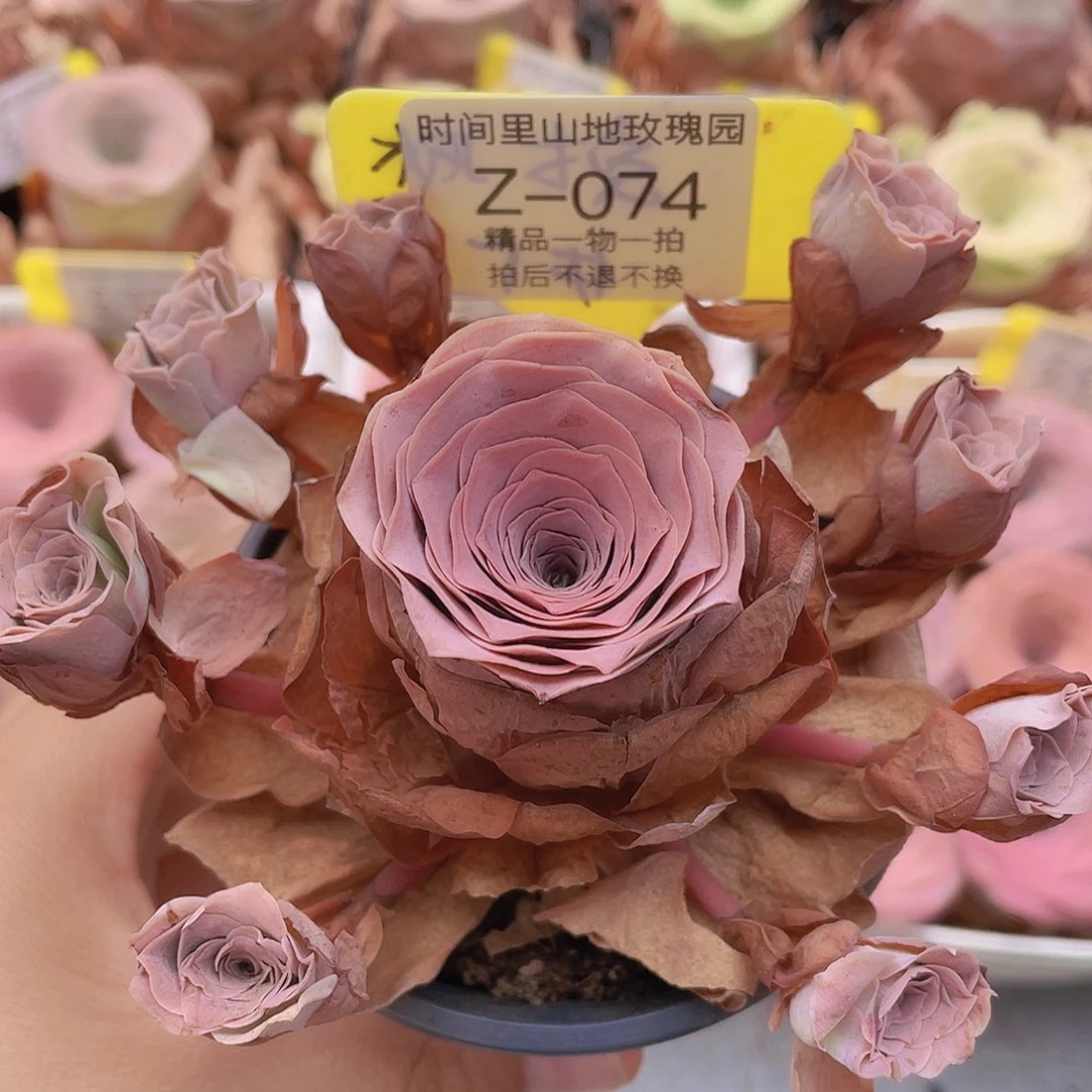 山地玫瑰Z074满38包邮裸根发货