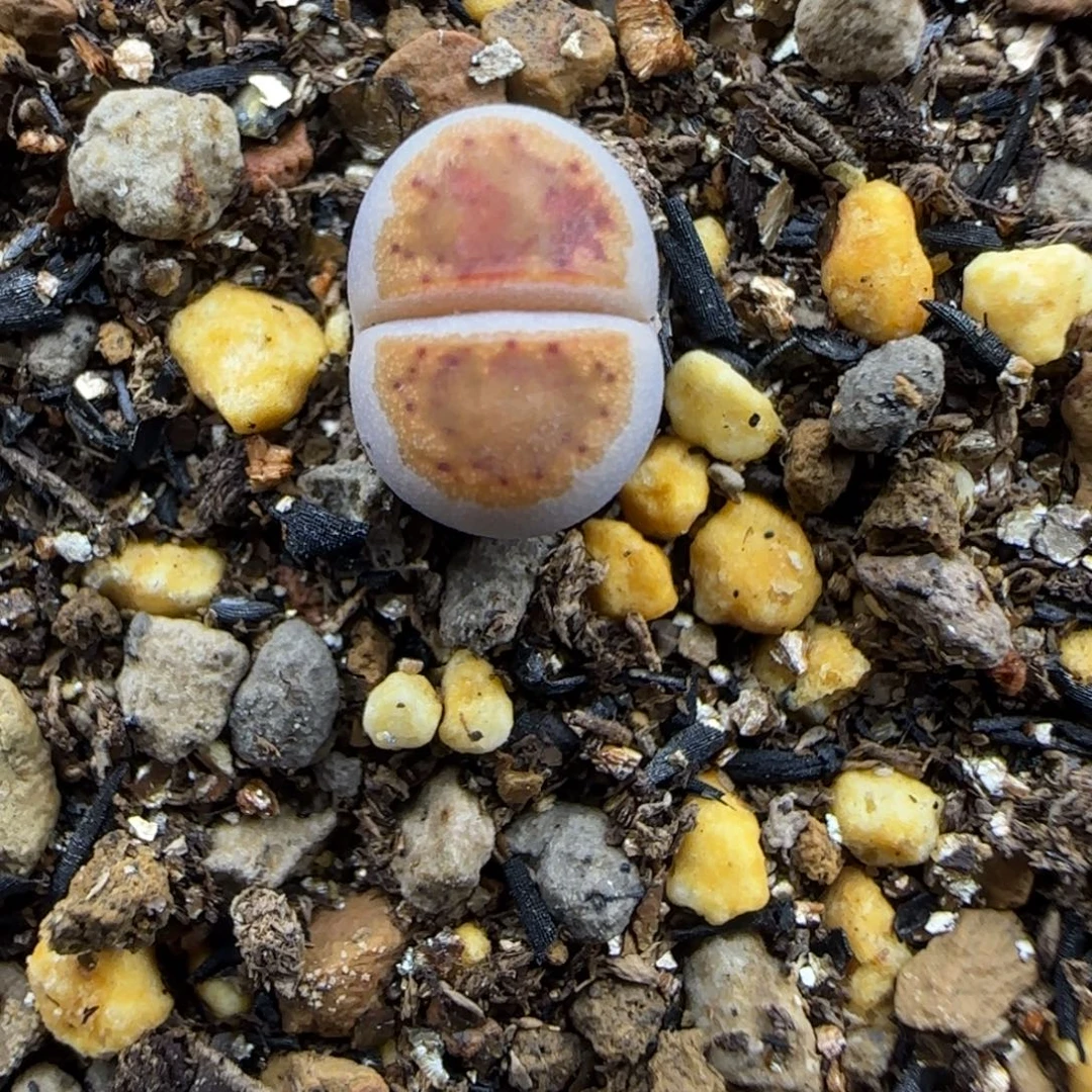 一蜕小个子鎏光织梦可挑2