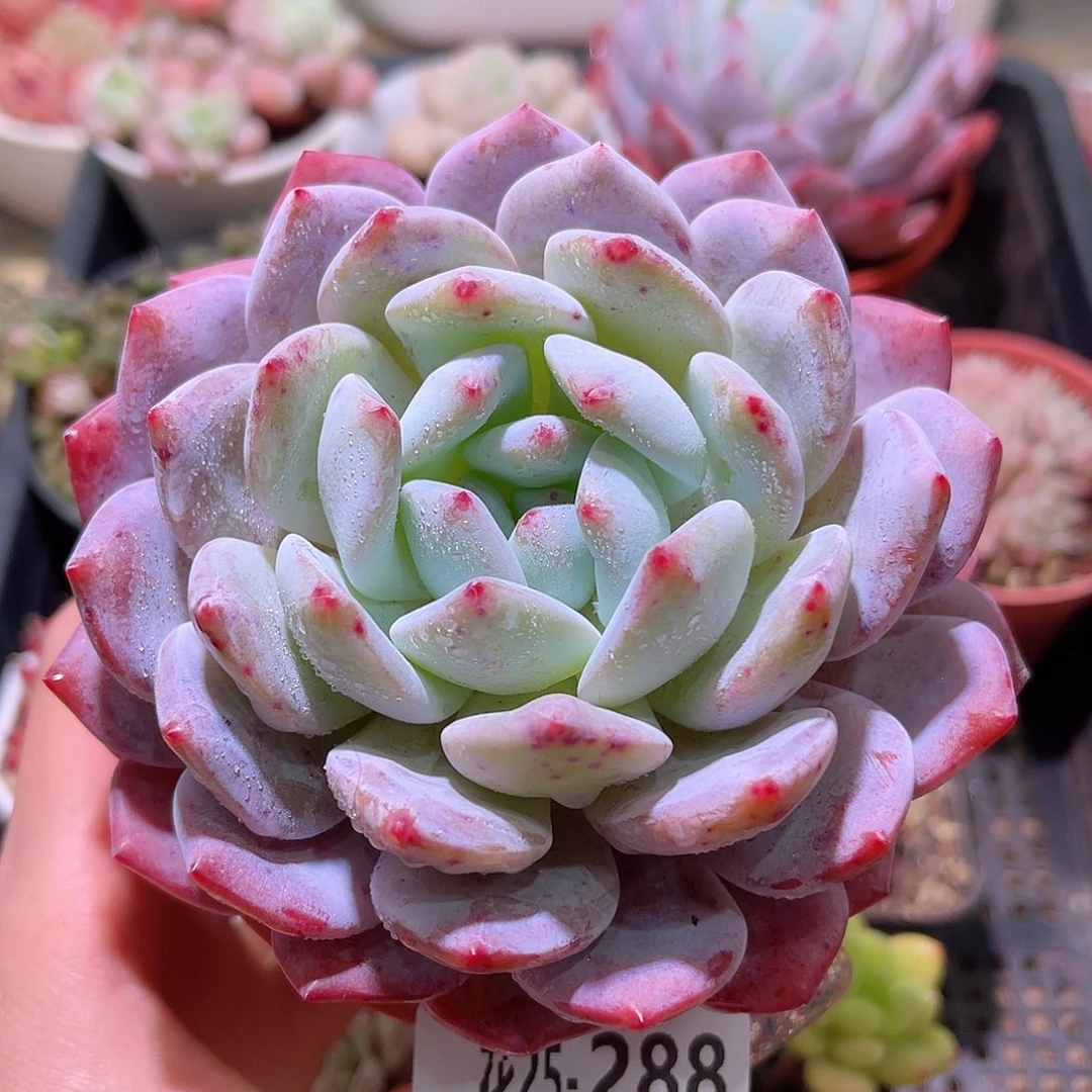 花利美25-288橙梦露