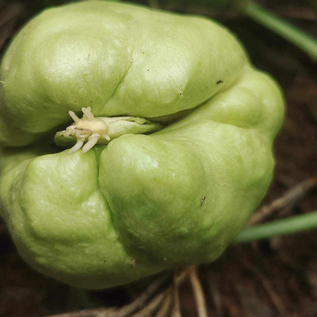 已发芽佛手瓜洋丝瓜种子瓜3个洋瓜，佛手瓜