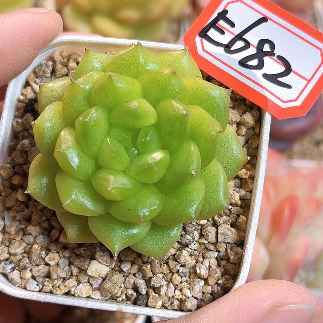 E682一物一拍 灯泡