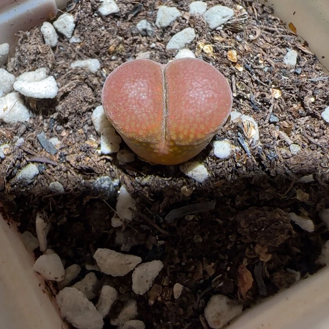 `***多肉锥多肉植物组合-帕法德772