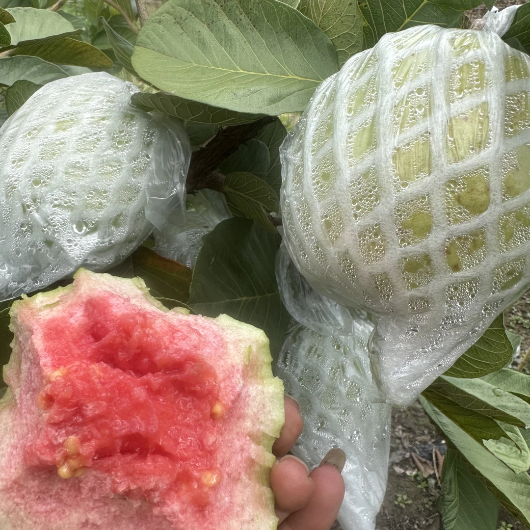 云南红心老树番石榴当季新鲜低糖水果