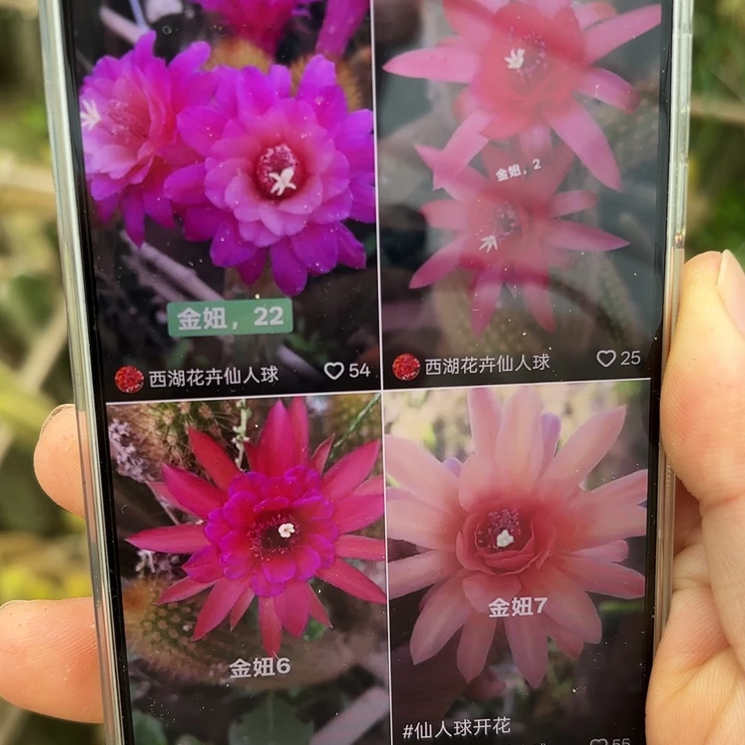 垂钓金妞6克品20包邮仙人球侧牙