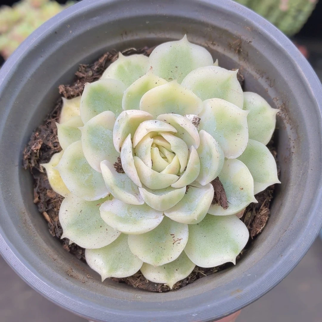 昂斯诺锦多肉9.9包邮发货