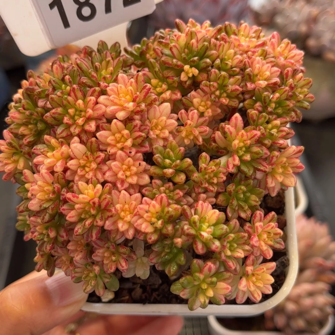 1872 满30包邮天冷地区必拍保温箱