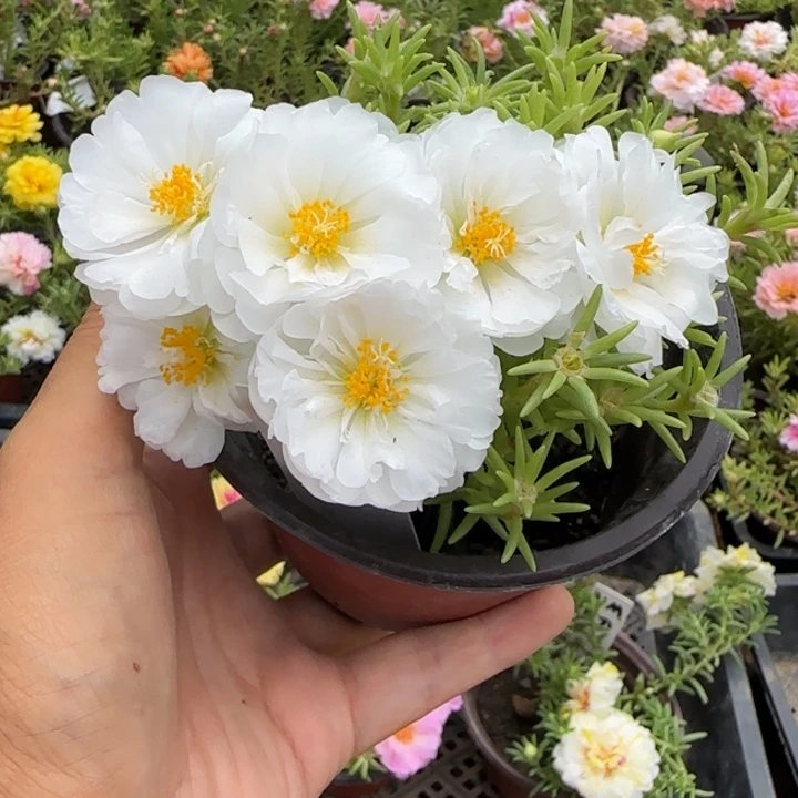 当前无花朵，栽培后可花朵量拍矮墩墩白超小苗盆口10cm