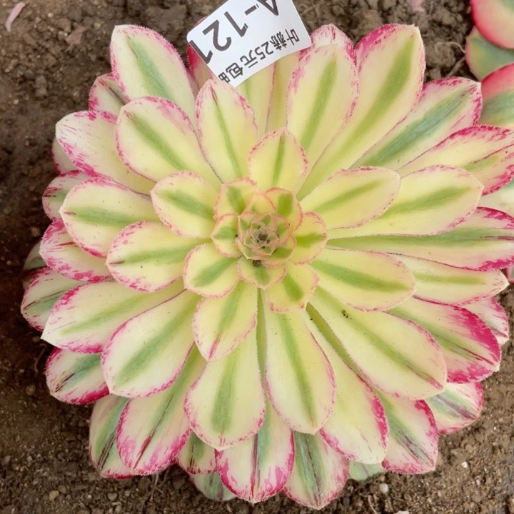 121围巾多肉12344678