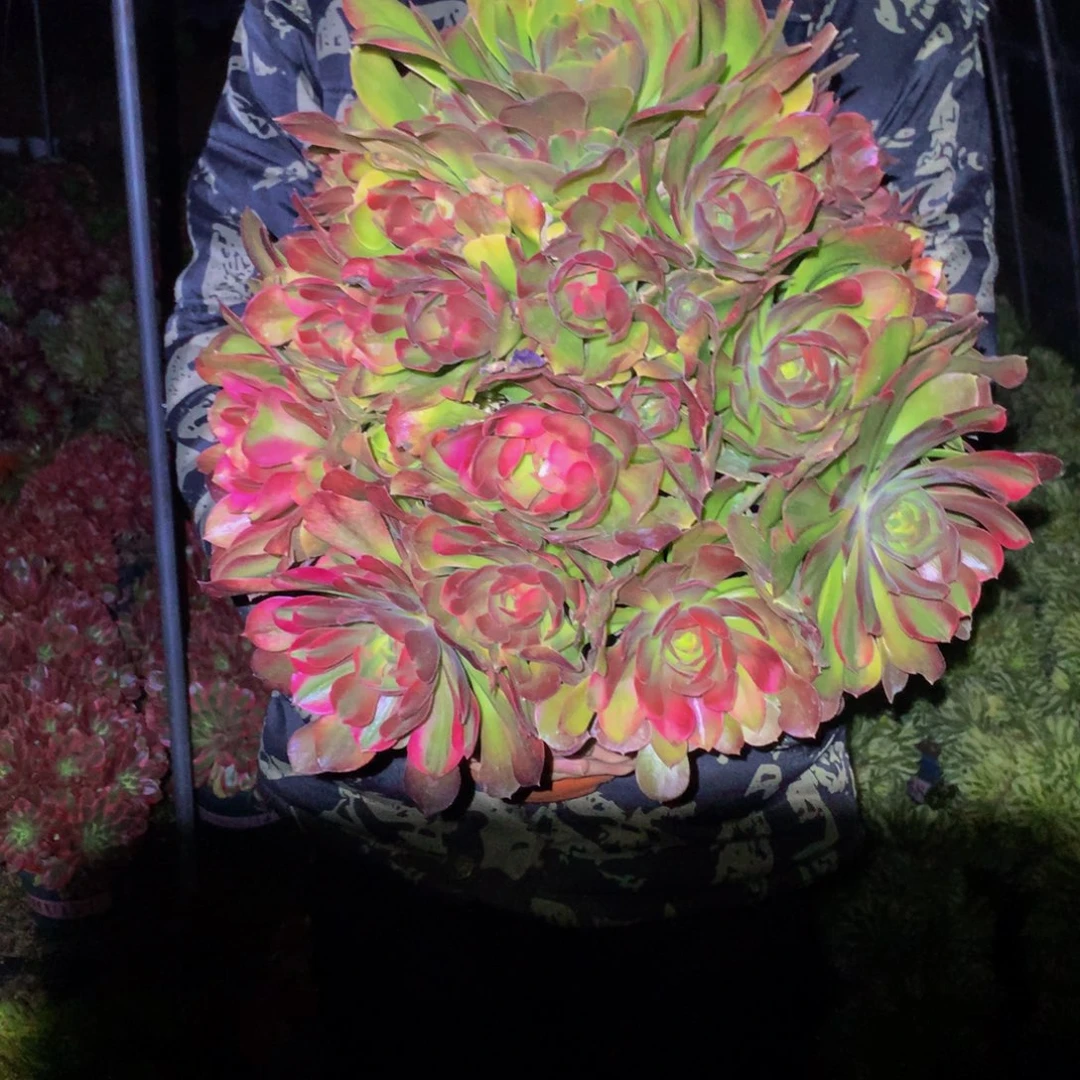 童****）法师多肉植物870