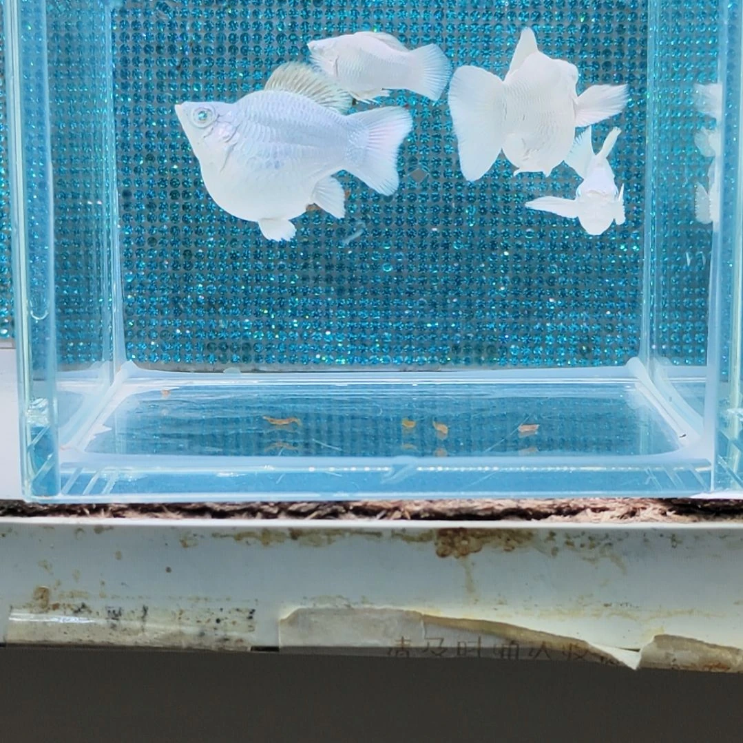 孔雀鱼元宝瓷白玛丽球