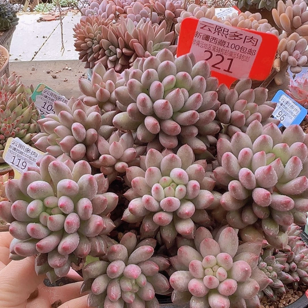 221岩字美人多肉植物