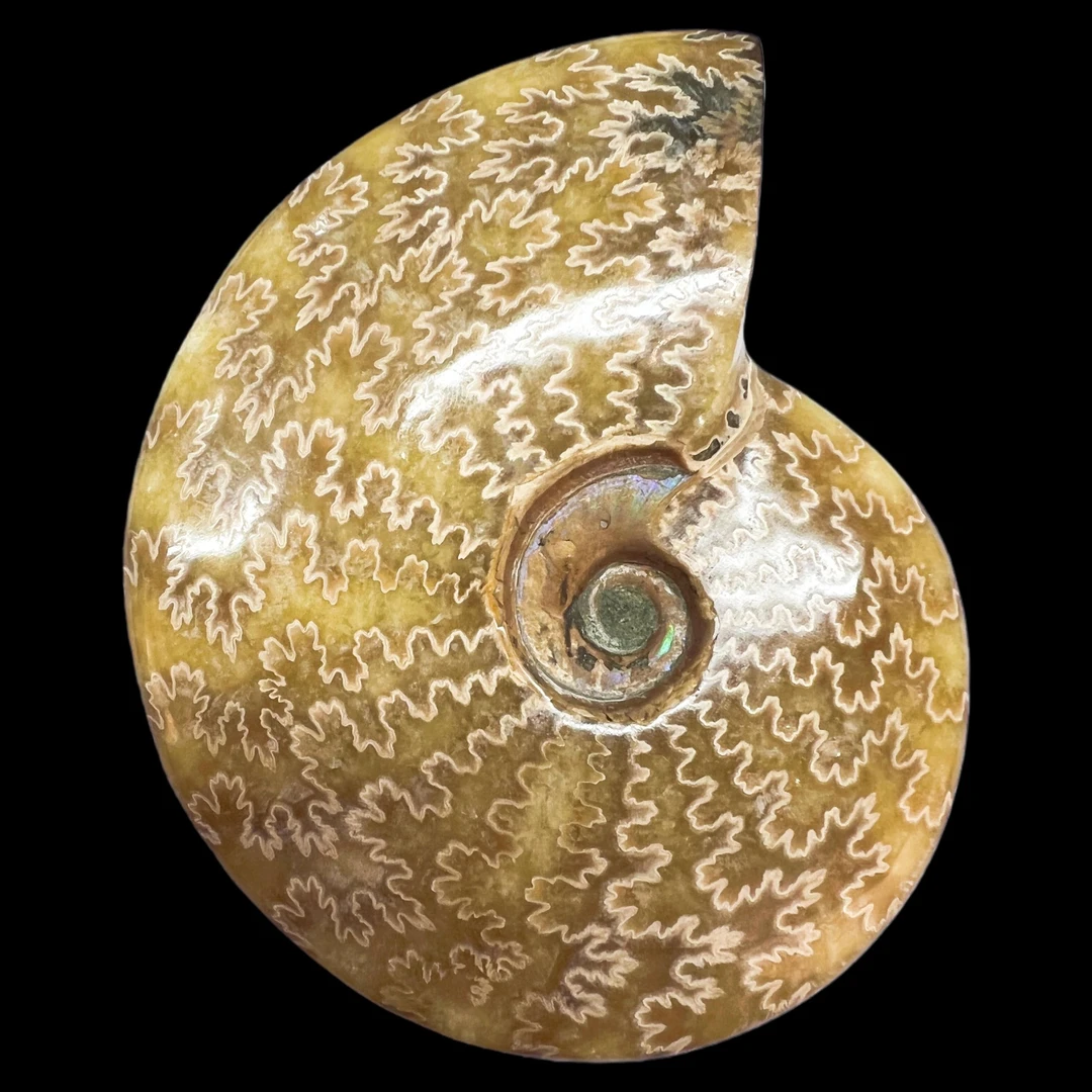 【 叶菊石（摆件）】112.1mm 玉化 马达加斯加 N-50  创意饰品 C93