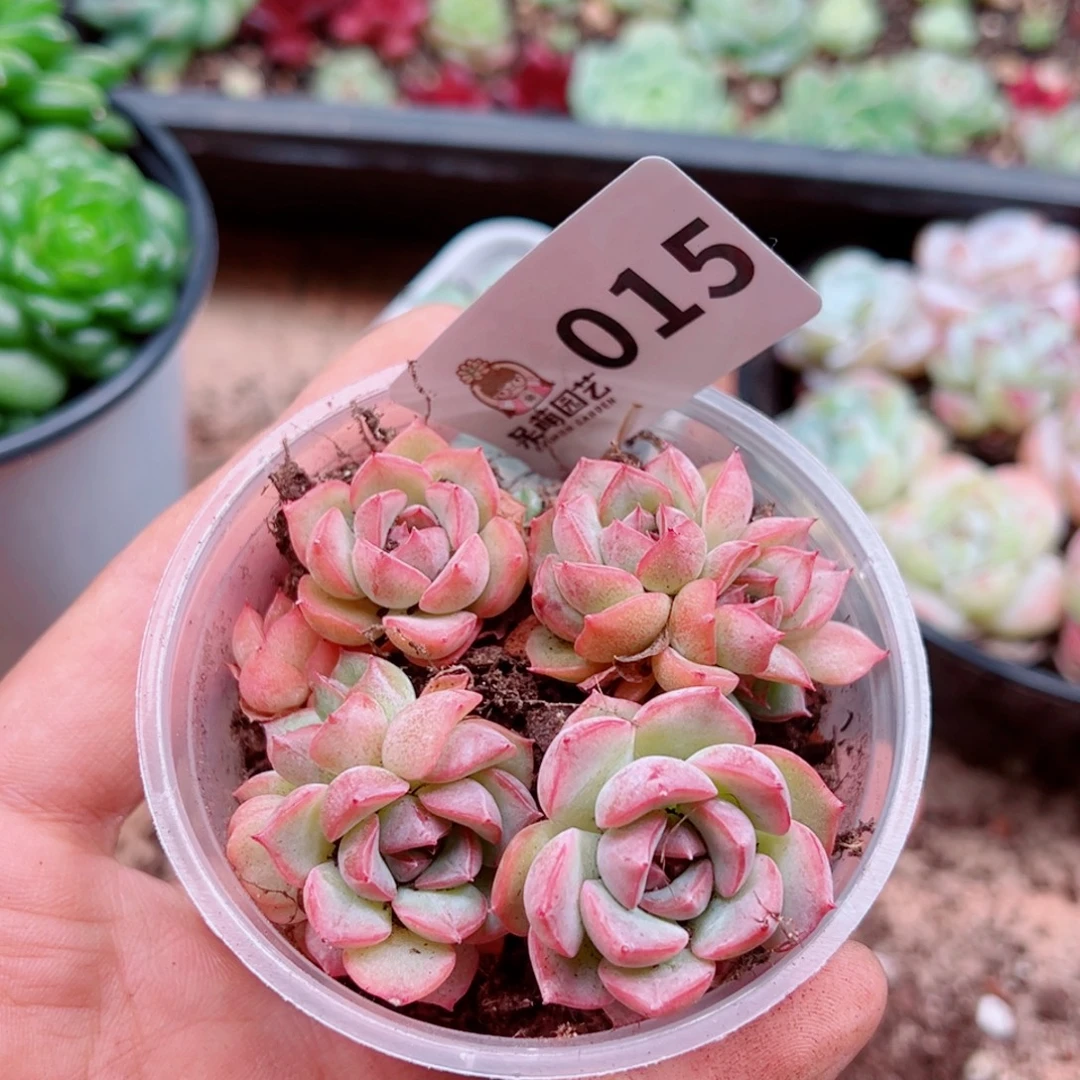 多肉植物多肉植物