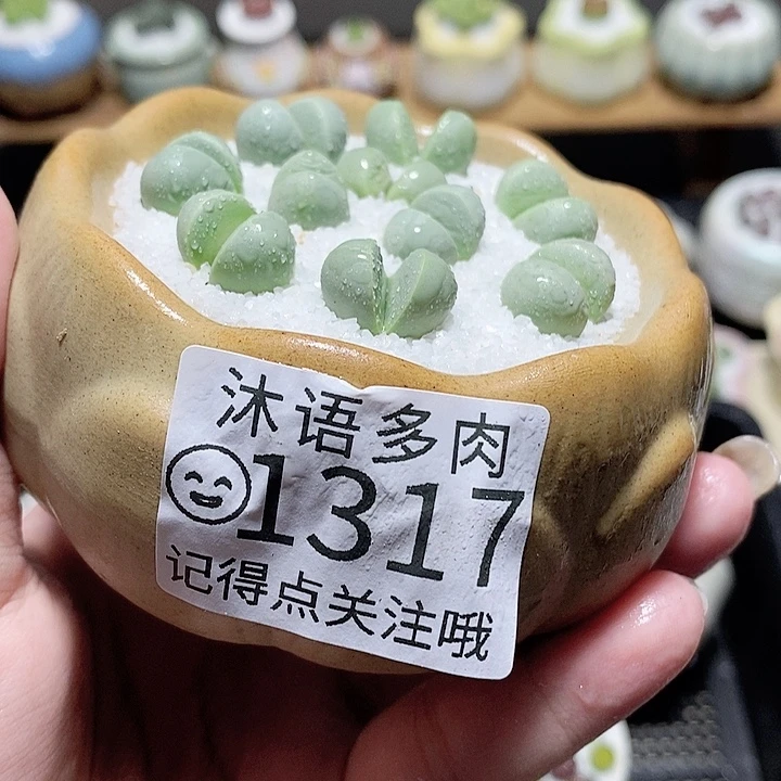 精美盆栽一物一拍 1317