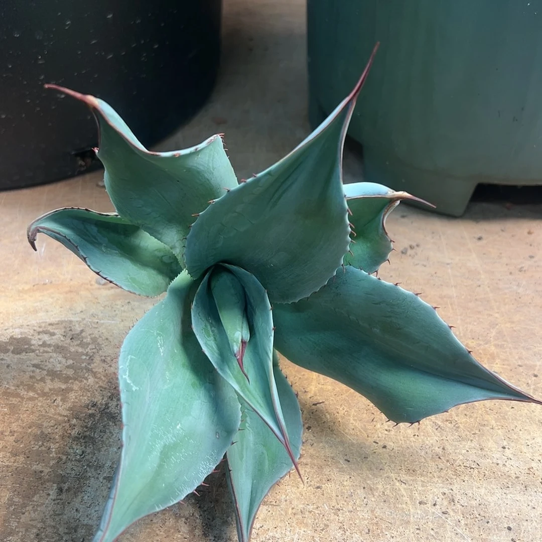 无花朵多肉植物圆叶鲸鱼舌