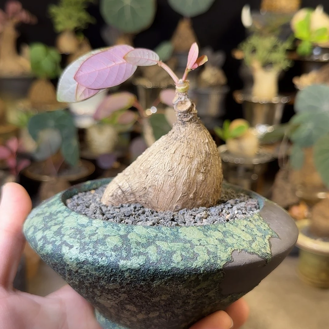 一物一拍奇异油柑