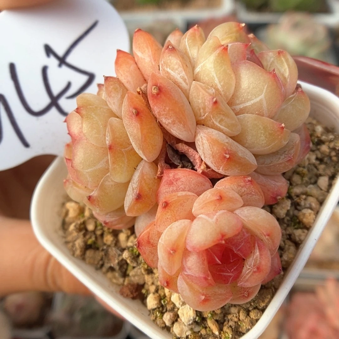 玉珠群生可拍945号。