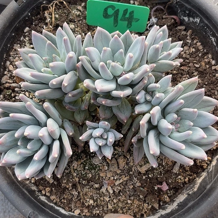 两单包邮，一物一拍94天空meis