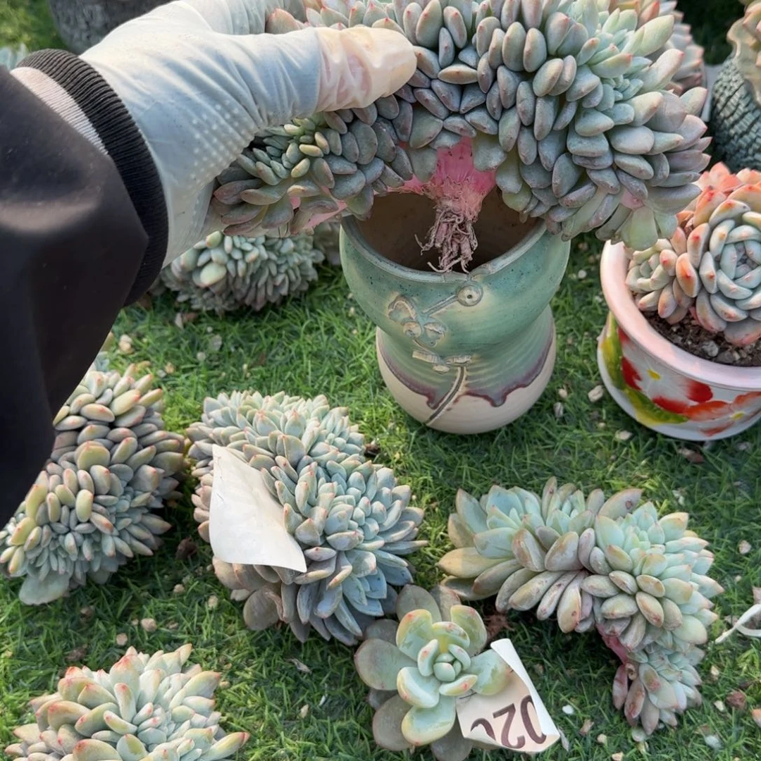 V板星影缀化呀呀呀