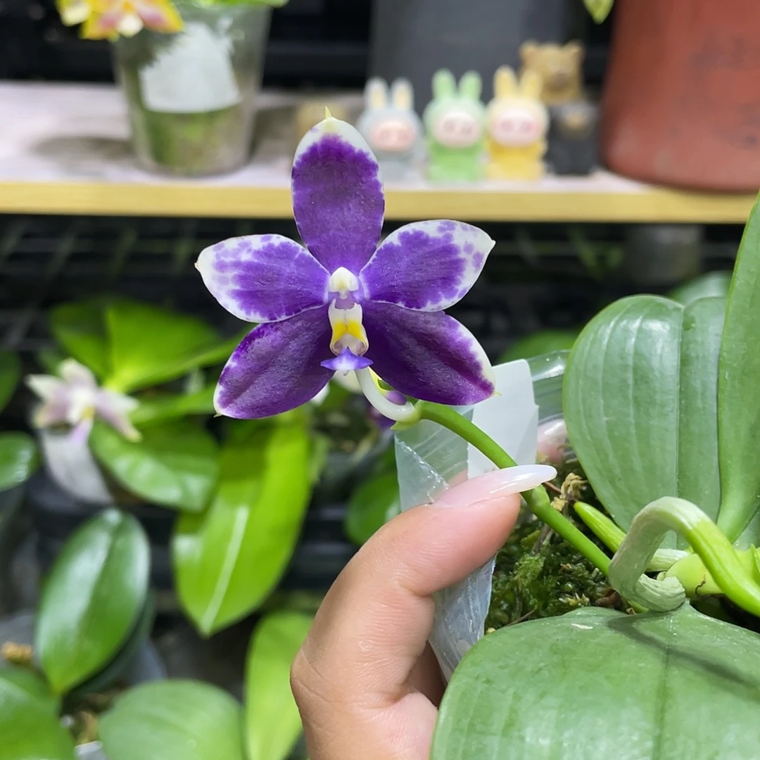 完全开放Yw08开花株