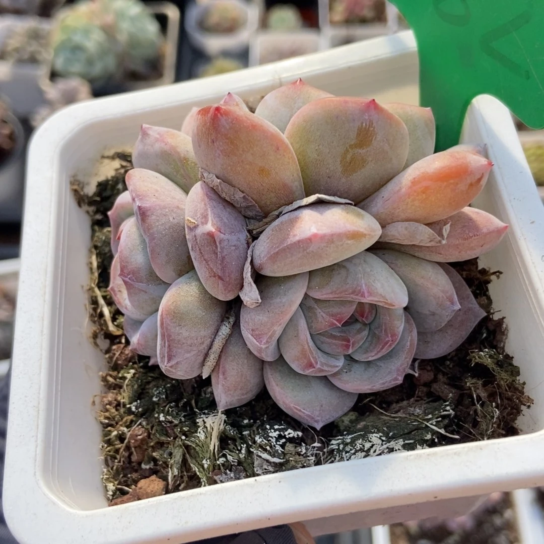 882石榴籽多肉植物保护