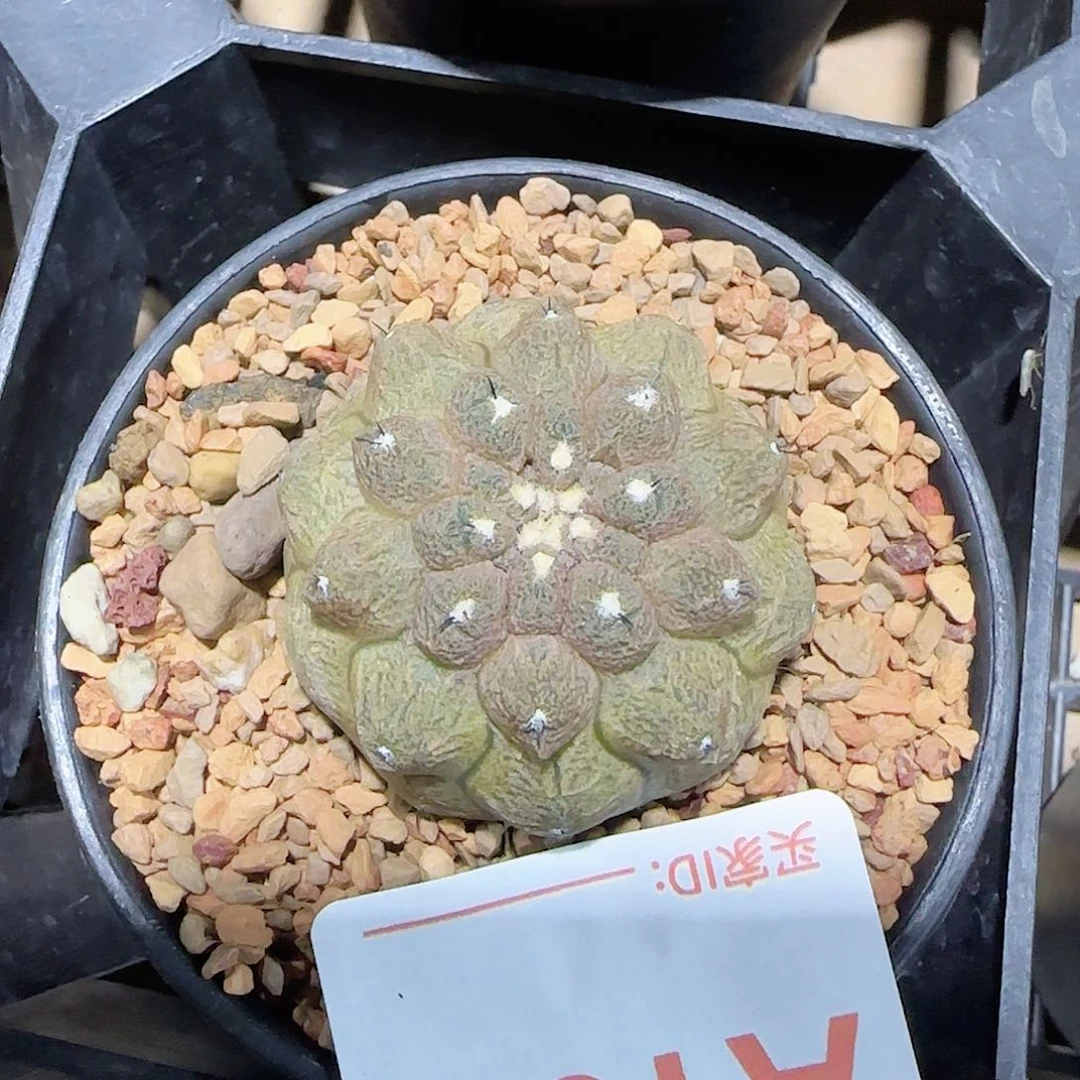 蜥蜴皮 实生仙人球105