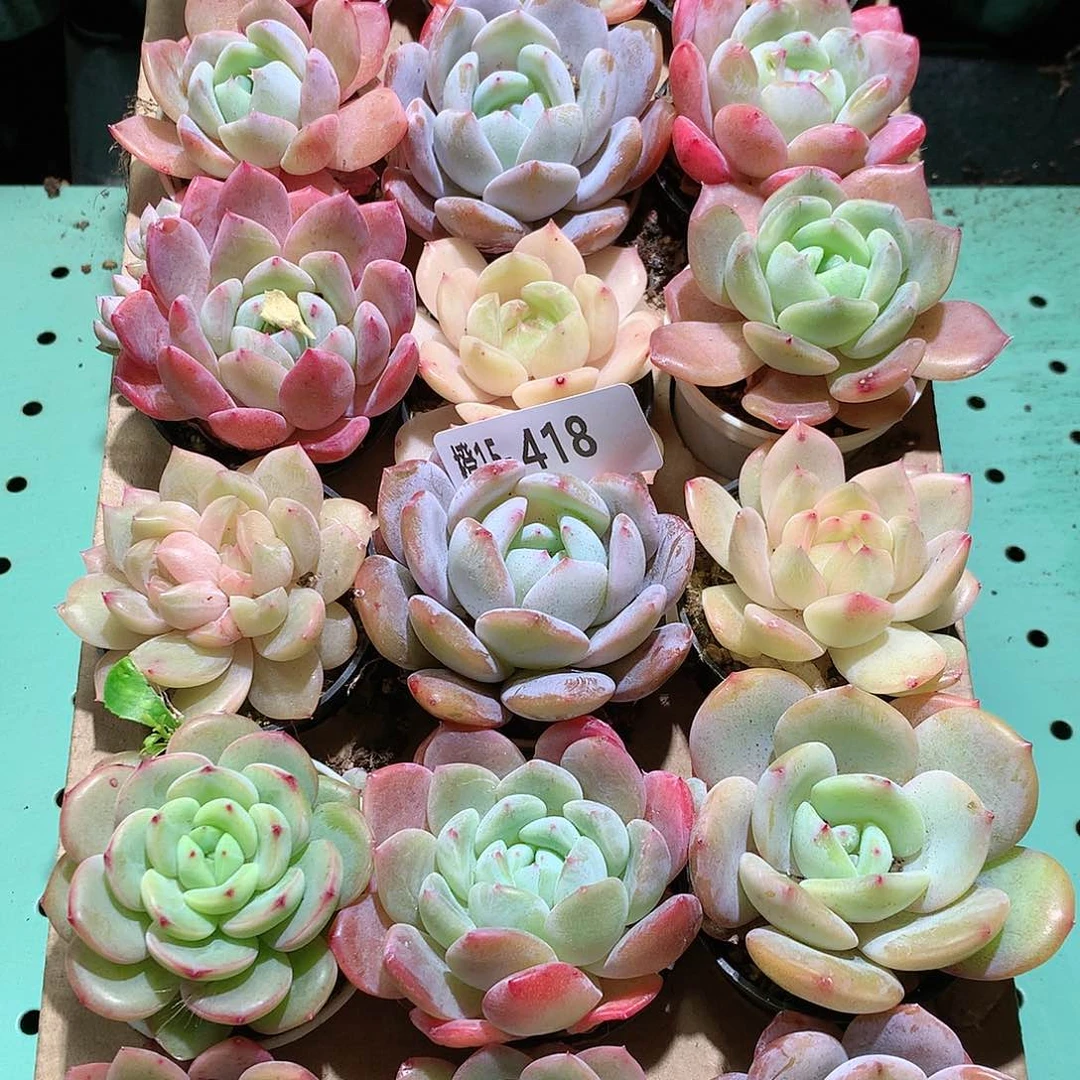 15-418一物一拍带盆18颗