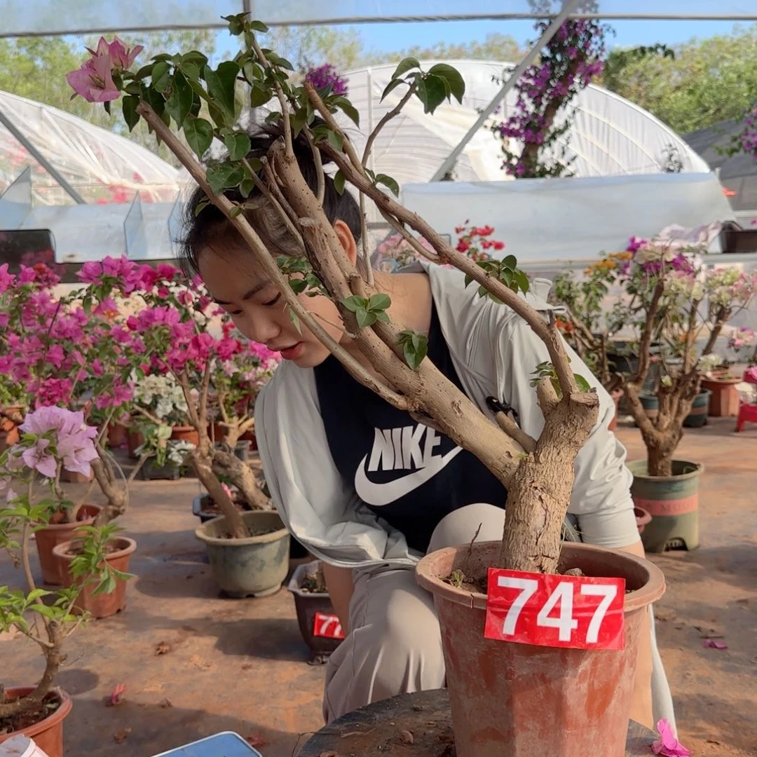 大部分花苞少量开放