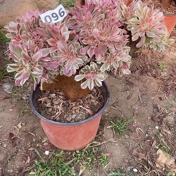 096分女巫老庄朵朵有断指