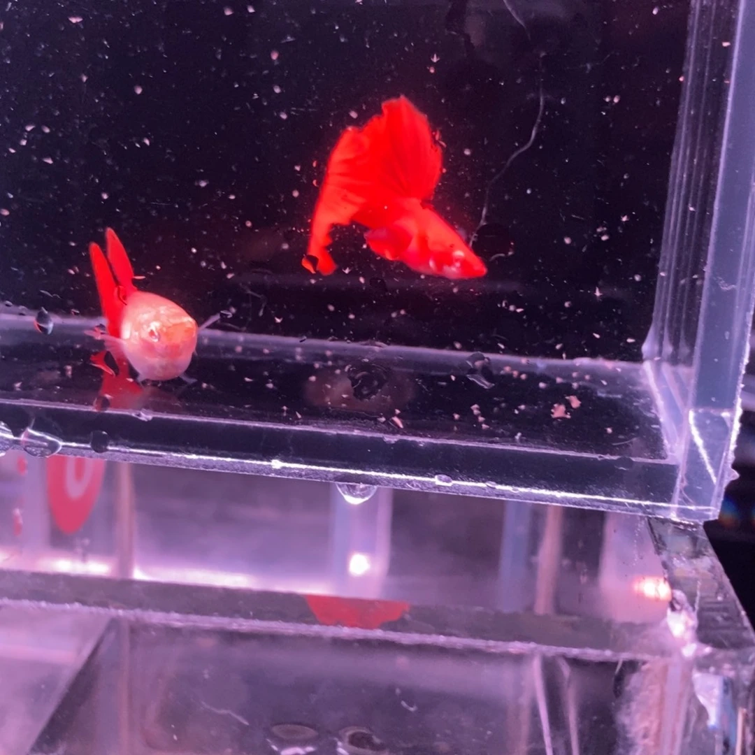 孔雀鱼顶级血红一对