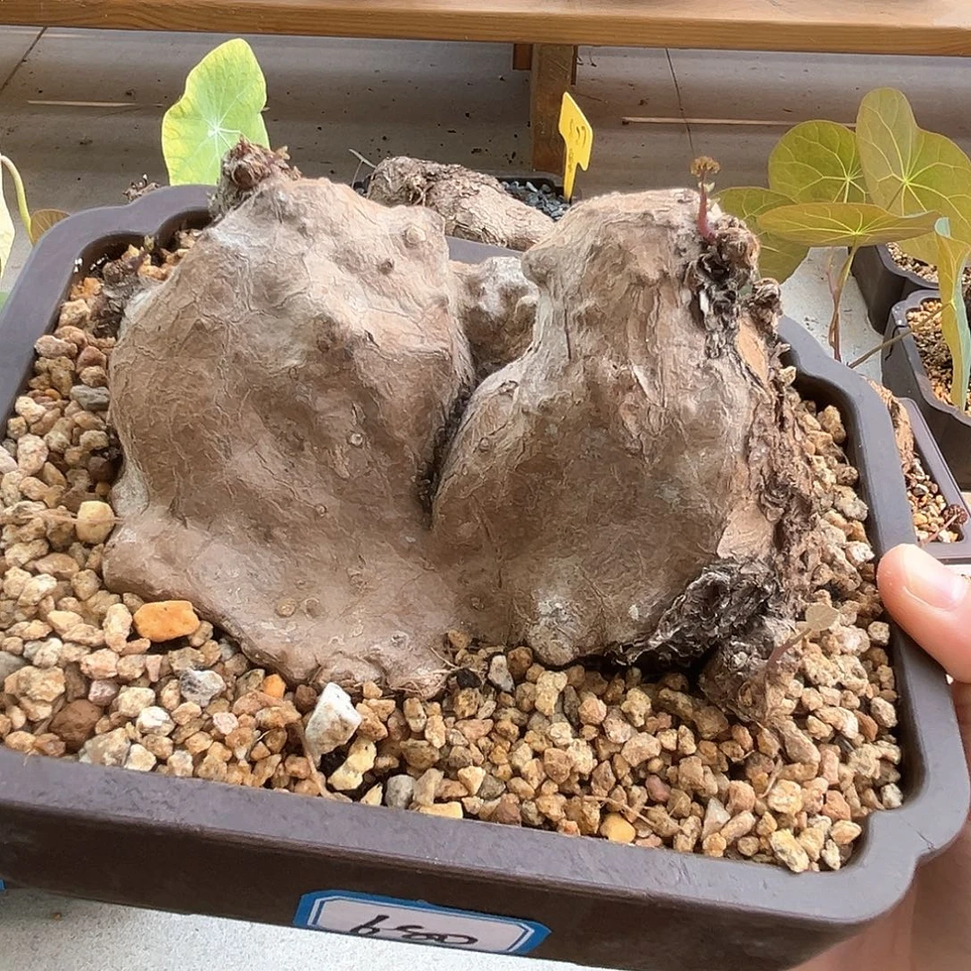 潮流植物双头山峰造型，