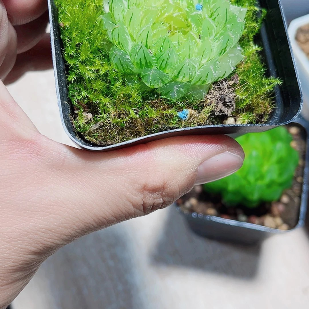 翠云雨露锦白盆中好