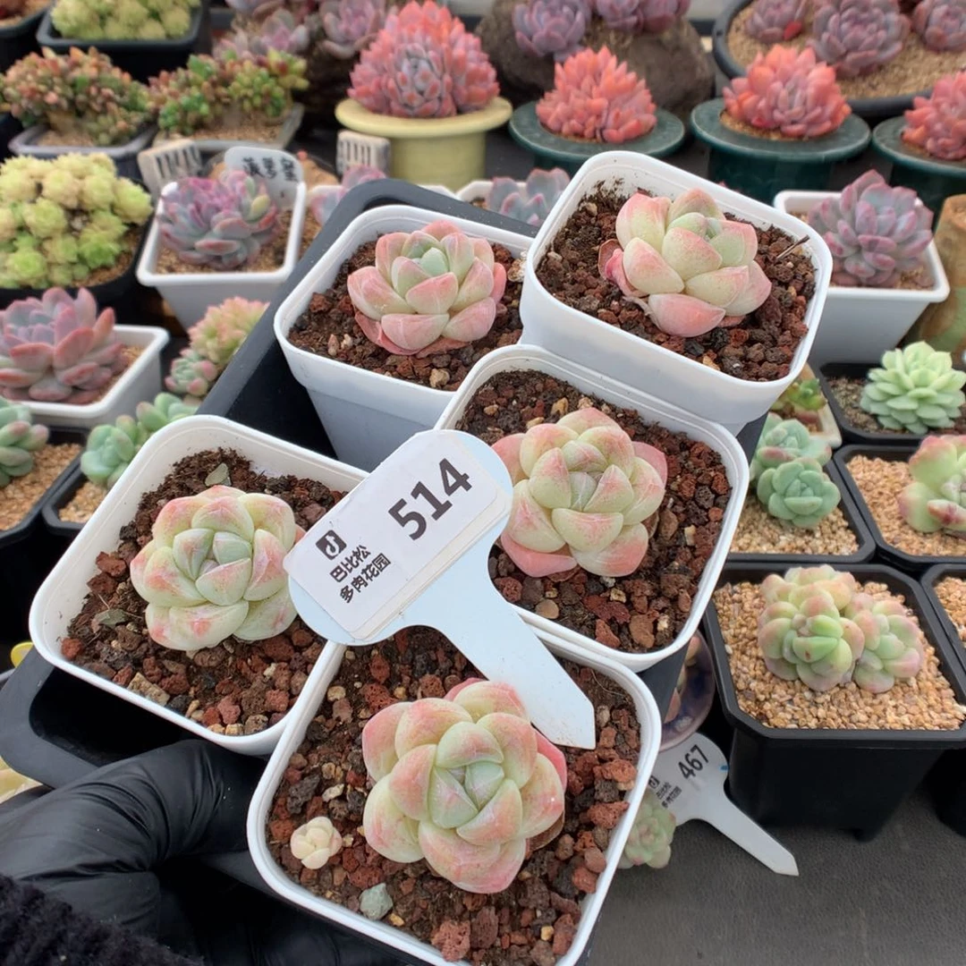 ?****婷514 五个单头冰玉