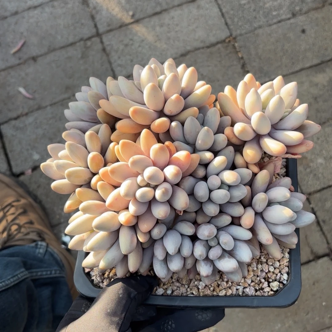 无花朵粉恋大群22cm