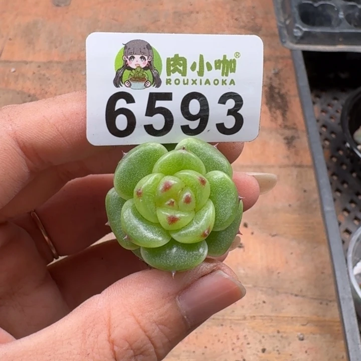 花****多肉植物多肉植物