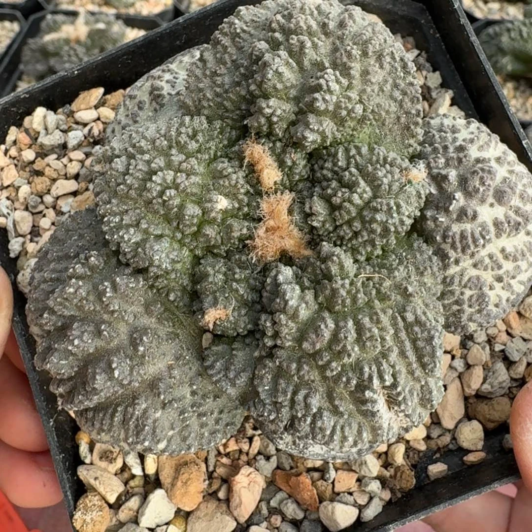 【闪购商品】萝卜根大尤哥斯拉257